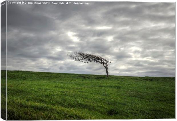 Windswept Tree Beachy Head Sussex Canvas Print by Diana Mower