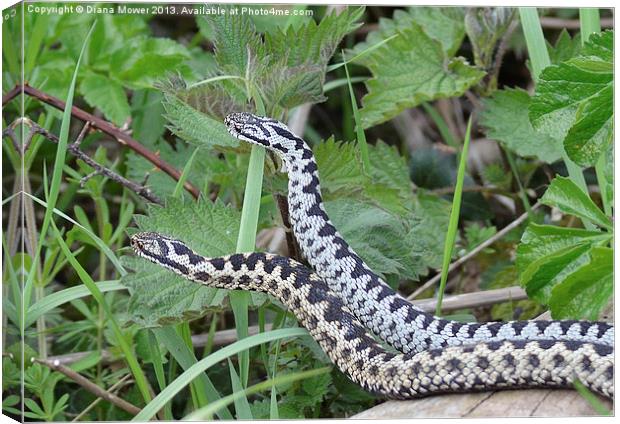 Dancing Adders Canvas Print by Diana Mower