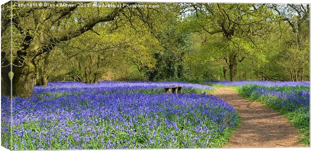 Bluebell Woodlands Seat Canvas Print by Diana Mower