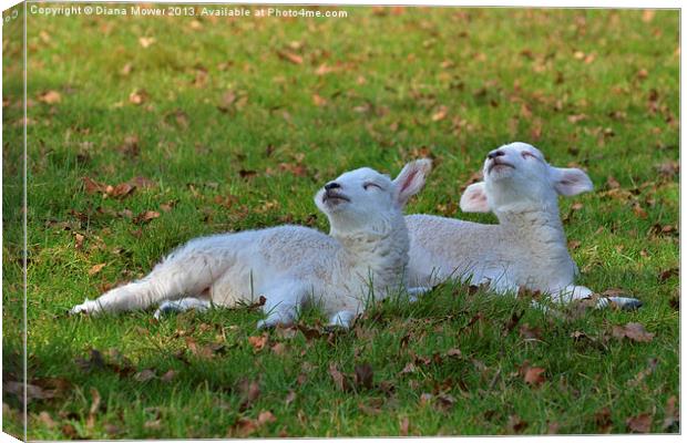 twin Lambs Canvas Print by Diana Mower