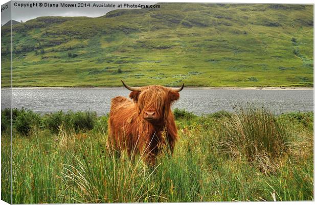 Highland Cow Lock Arklet, Scotland Canvas Print by Diana Mower