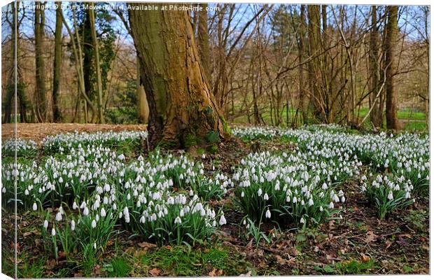 Snowdrop Wood England Canvas Print by Diana Mower