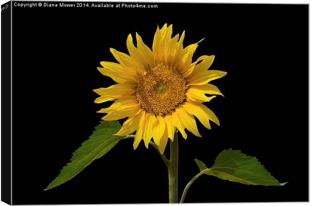 Sunflower Canvas Print by Diana Mower