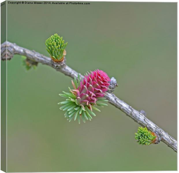 Larch Flower Canvas Print by Diana Mower