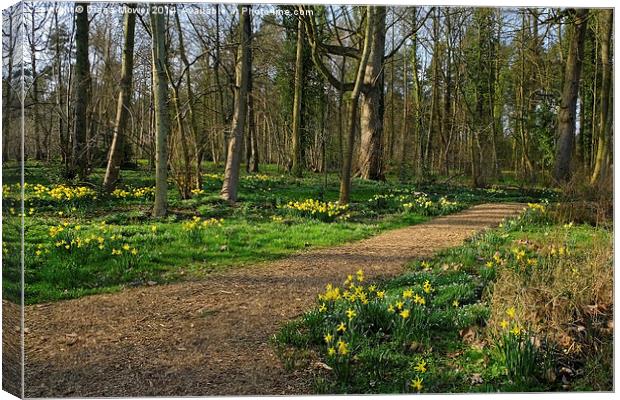 Daffodil Wood Canvas Print by Diana Mower