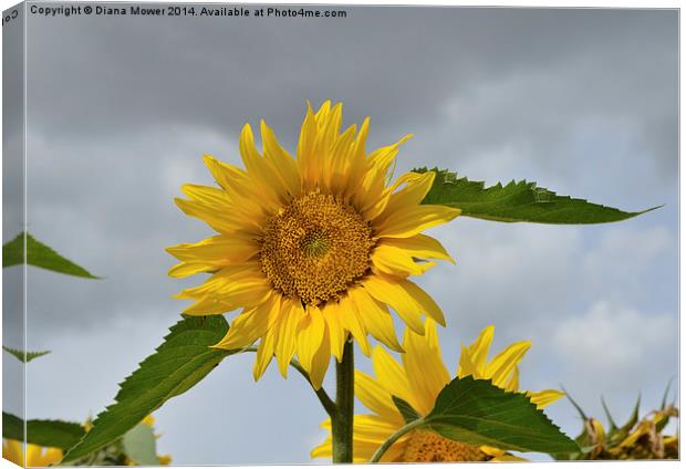 Yellow Sunflower Canvas Print by Diana Mower