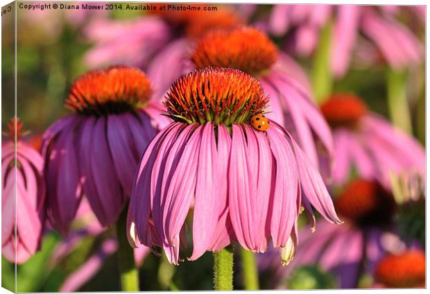 Echinacea Canvas Print by Diana Mower
