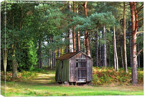 Essex Woods Canvas Print by Diana Mower