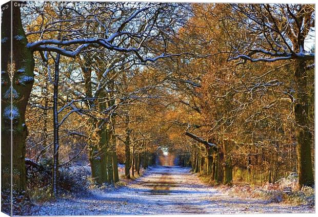 Winter Woodland Canvas Print by Diana Mower