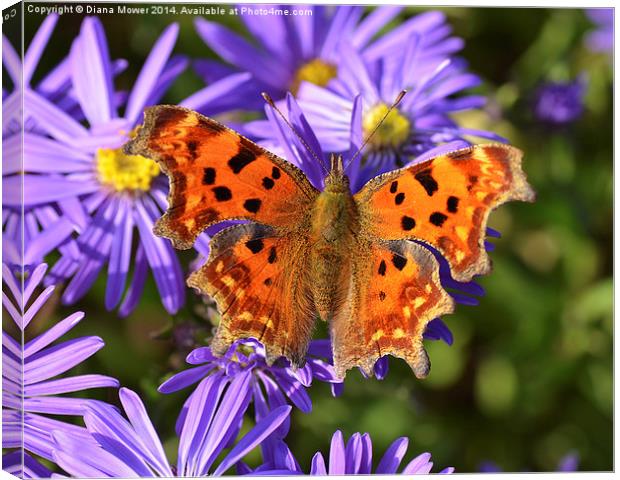 Comma Butterfly Canvas Print by Diana Mower