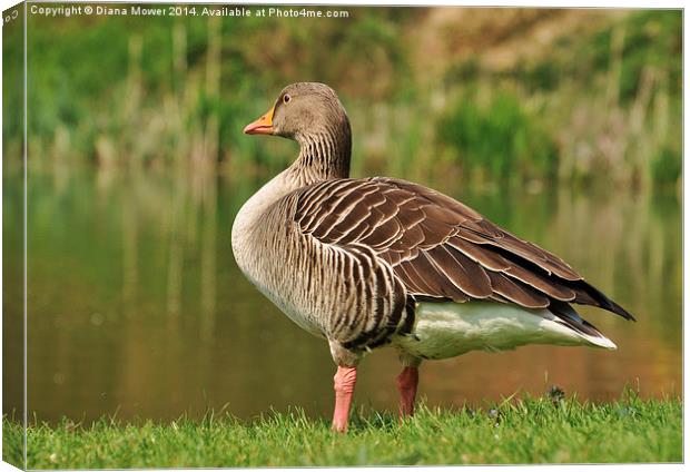 Greylag Goose Canvas Print by Diana Mower