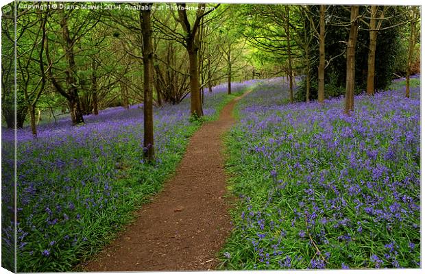 Bluebells Canvas Print by Diana Mower
