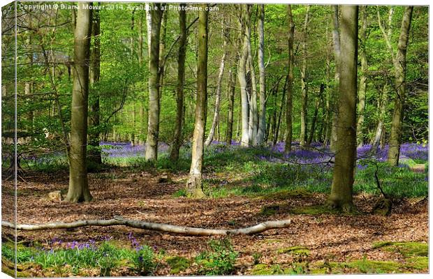Bluebell Wood Canvas Print by Diana Mower