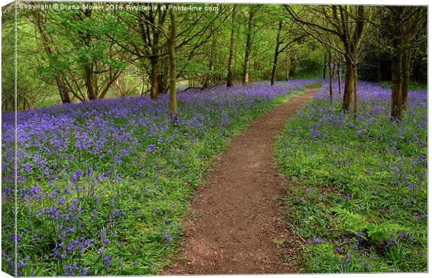 Bluebell Path Canvas Print by Diana Mower