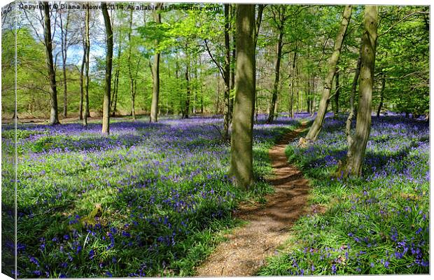  Bluebell  Path Canvas Print by Diana Mower