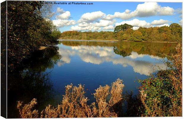 Hatfield Forest  Canvas Print by Diana Mower