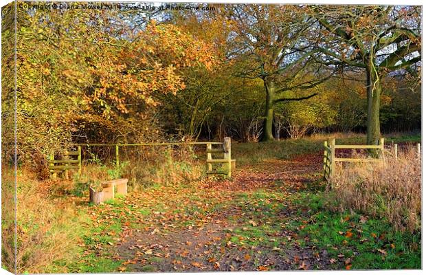  Hatfield Forest Canvas Print by Diana Mower
