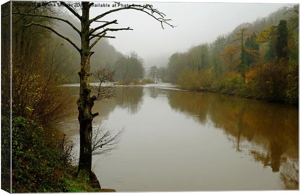 The river Wye Symonds Yat  Canvas Print by Diana Mower