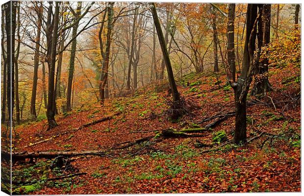  Forest of Dean Canvas Print by Diana Mower