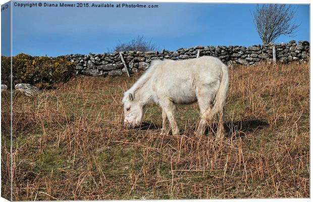  Dartmoor Pony Foal Canvas Print by Diana Mower