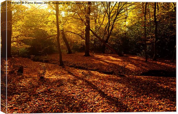  Autumn Sunlight Epping Forest  Canvas Print by Diana Mower