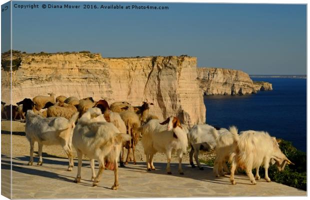 Goats on the Sanap Cliffs Gozo Canvas Print by Diana Mower