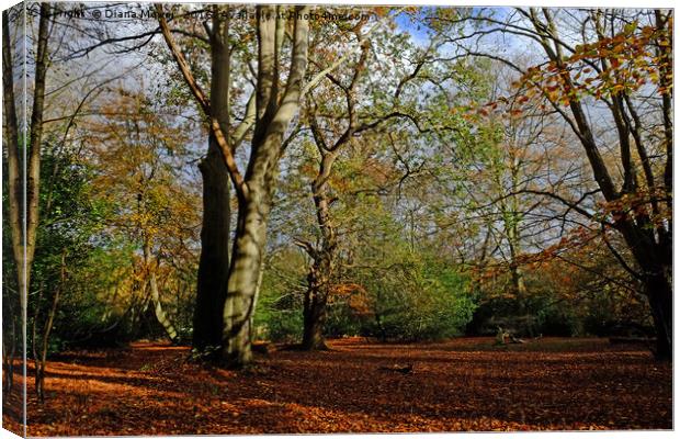 Epping Forest Canvas Print by Diana Mower