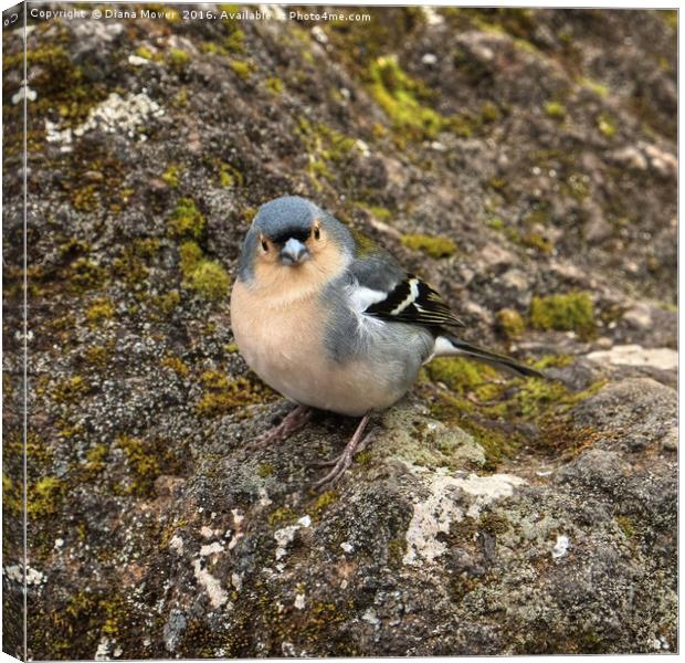 Madeiran Chaffinch Canvas Print by Diana Mower