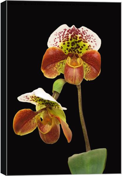 Slipper Orchid Canvas Print by Diana Mower