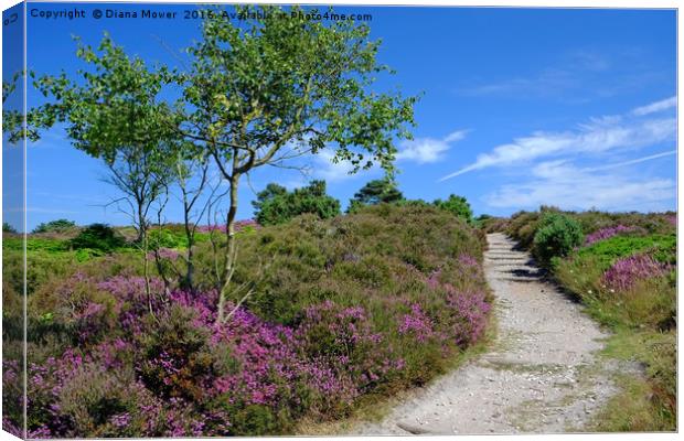 Dunwich Heath Suffolk Canvas Print by Diana Mower