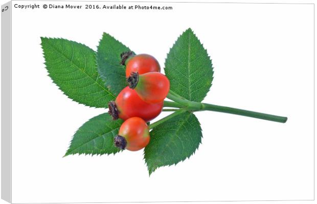 Rose Hips  Canvas Print by Diana Mower