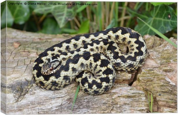 Adder and ladybird Canvas Print by Diana Mower