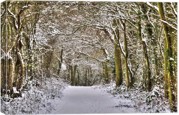 Winter in Essex Canvas Print by Diana Mower