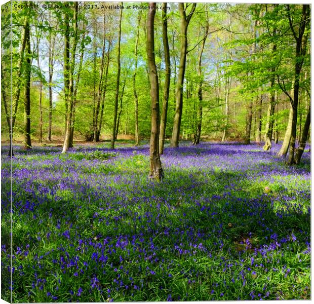 English Bluebell Wood Canvas Print by Diana Mower