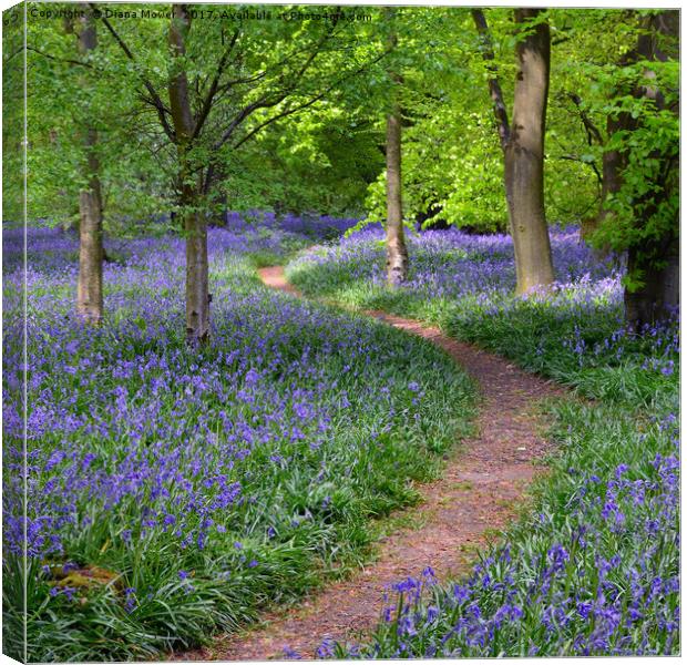 Winding Bluebell path Canvas Print by Diana Mower