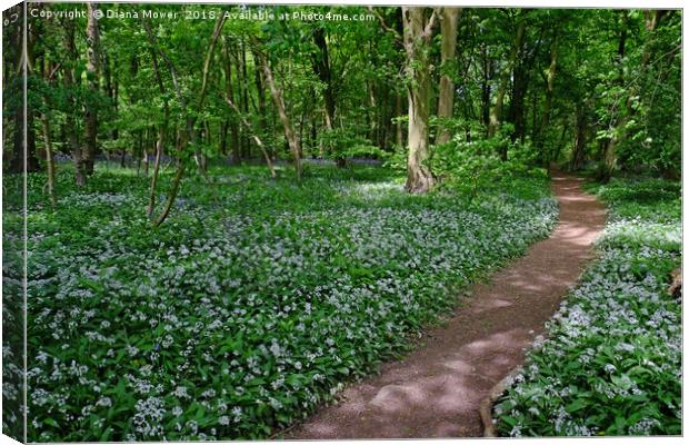 Chalkney Wood in Springtime Canvas Print by Diana Mower
