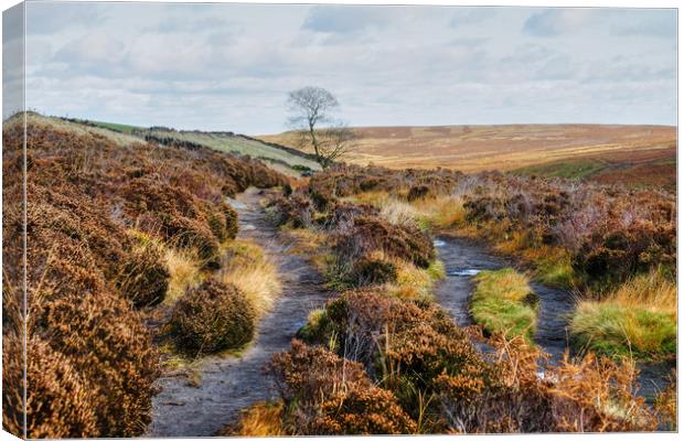 Bronte Country, Yorkshire Canvas Print by Diana Mower