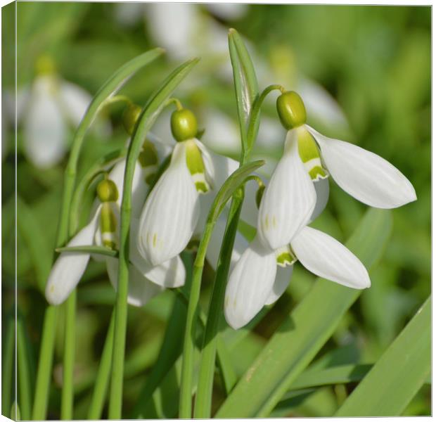 Snowdrops Canvas Print by Diana Mower