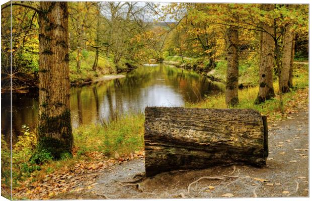 The River Wharfe Coin Seat Canvas Print by Diana Mower