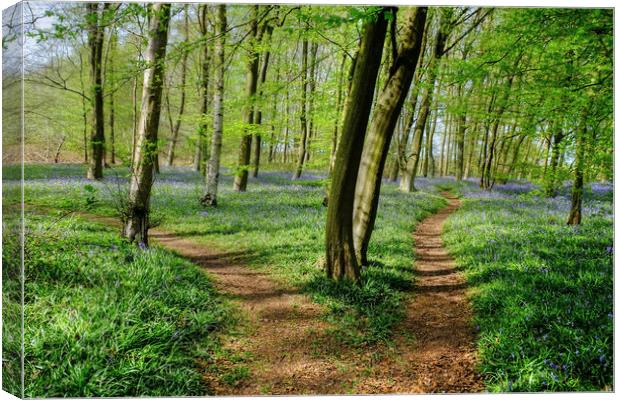 Paths through the Bluebells Canvas Print by Diana Mower