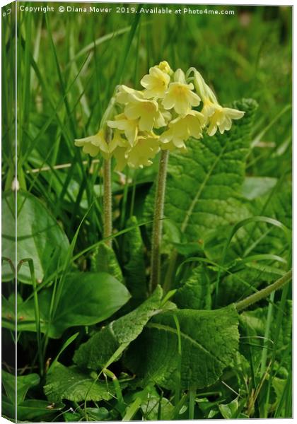 Oxlip Canvas Print by Diana Mower