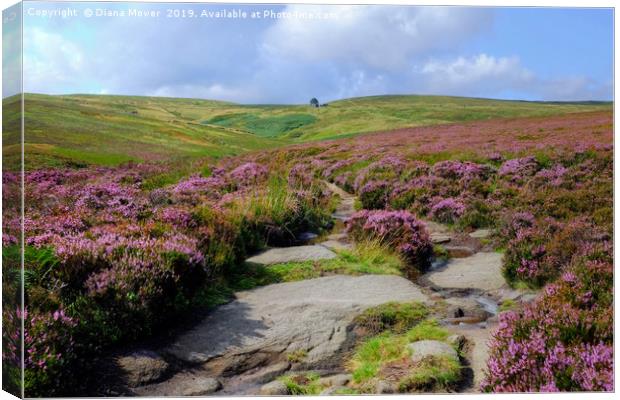 Haworth Moor Footpath to Top Withens Canvas Print by Diana Mower
