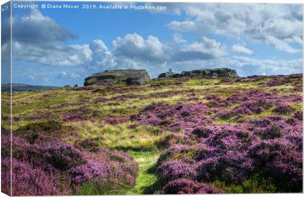 Ilkley Moor in bloom Canvas Print by Diana Mower