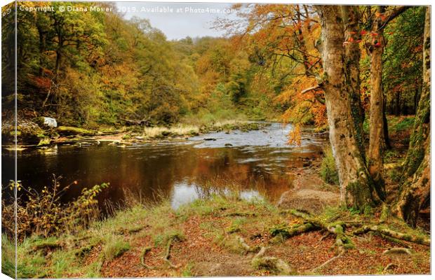 Autumn on the River Wharfe  Canvas Print by Diana Mower