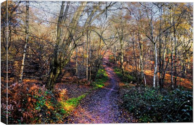 Epping Forest Up and Down Trail Canvas Print by Diana Mower