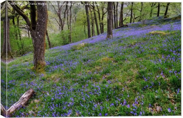 Yorkshire Dales Hillside Bluebells Canvas Print by Diana Mower