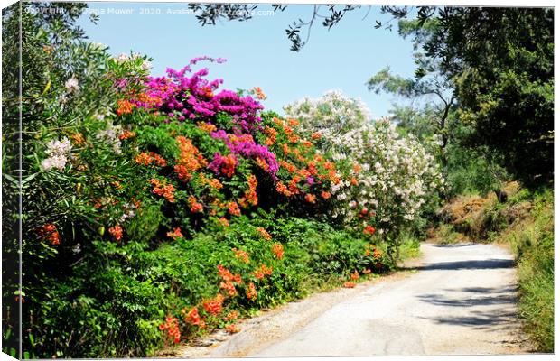 The Flowers of the Corfu Countryside Canvas Print by Diana Mower