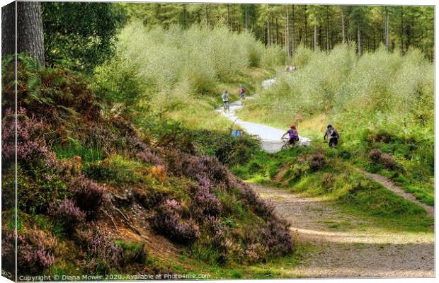 Cannock Chase Trails Canvas Print by Diana Mower