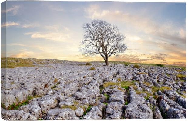 The Malham Tree Sunrise Yorkshire Canvas Print by Diana Mower