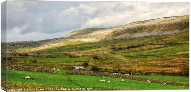 White Scar and Ingleborough Yorkshire Canvas Print by Diana Mower